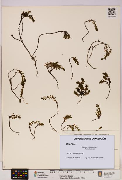 Drapetes muscosus [Espécimen: UDEC:CONC:0075990]