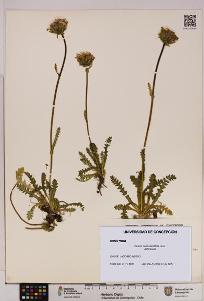Perezia pedicularidifolia [Espécimen: UDEC:CONC:0075994]