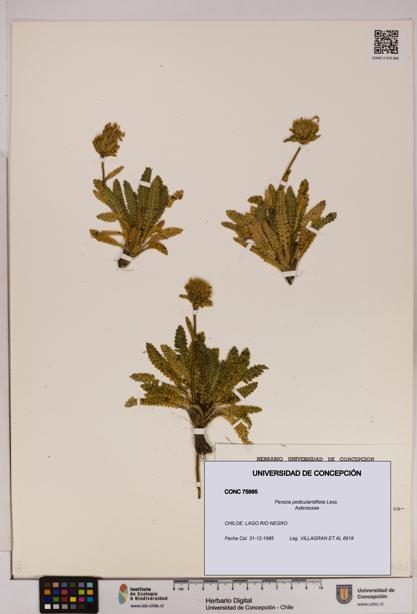 Perezia pedicularidifolia [Espécimen: UDEC:CONC:0075995]
