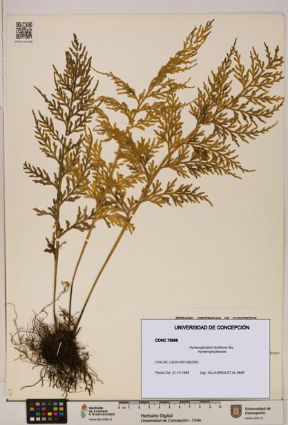 Hymenophyllum fuciforme [Espécimen: UDEC:CONC:0075998]
