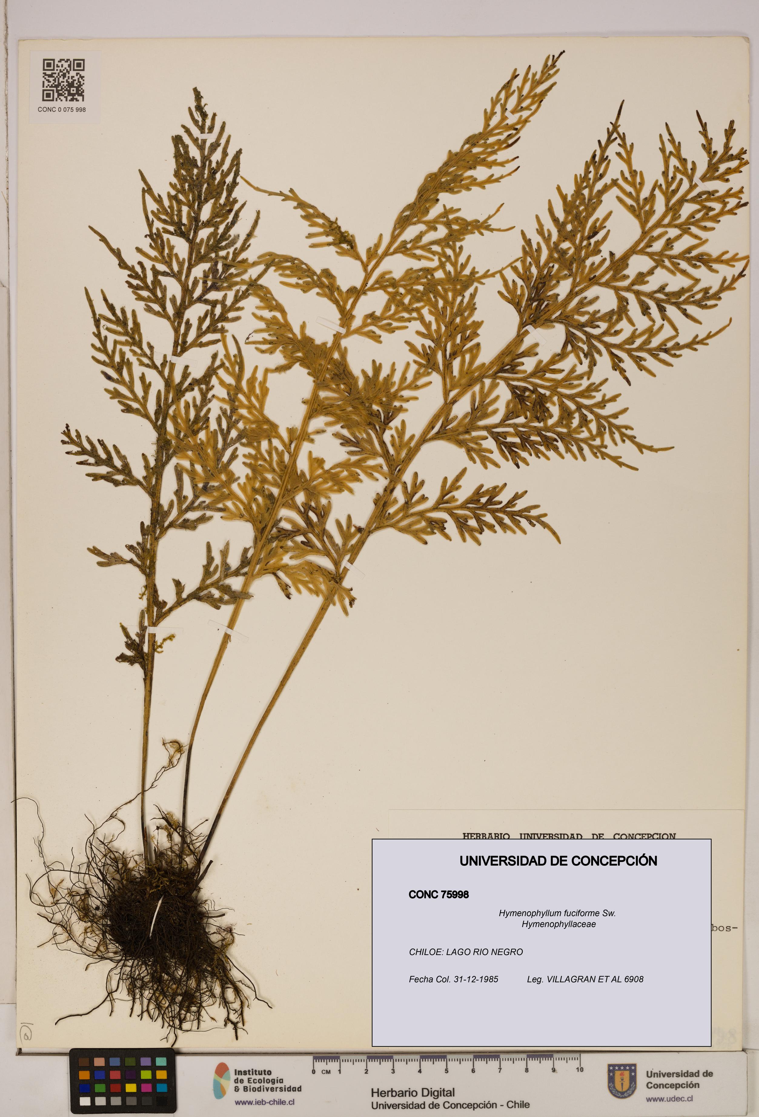 Hymenophyllum fuciforme [Espécimen: UDEC:CONC:0075998]