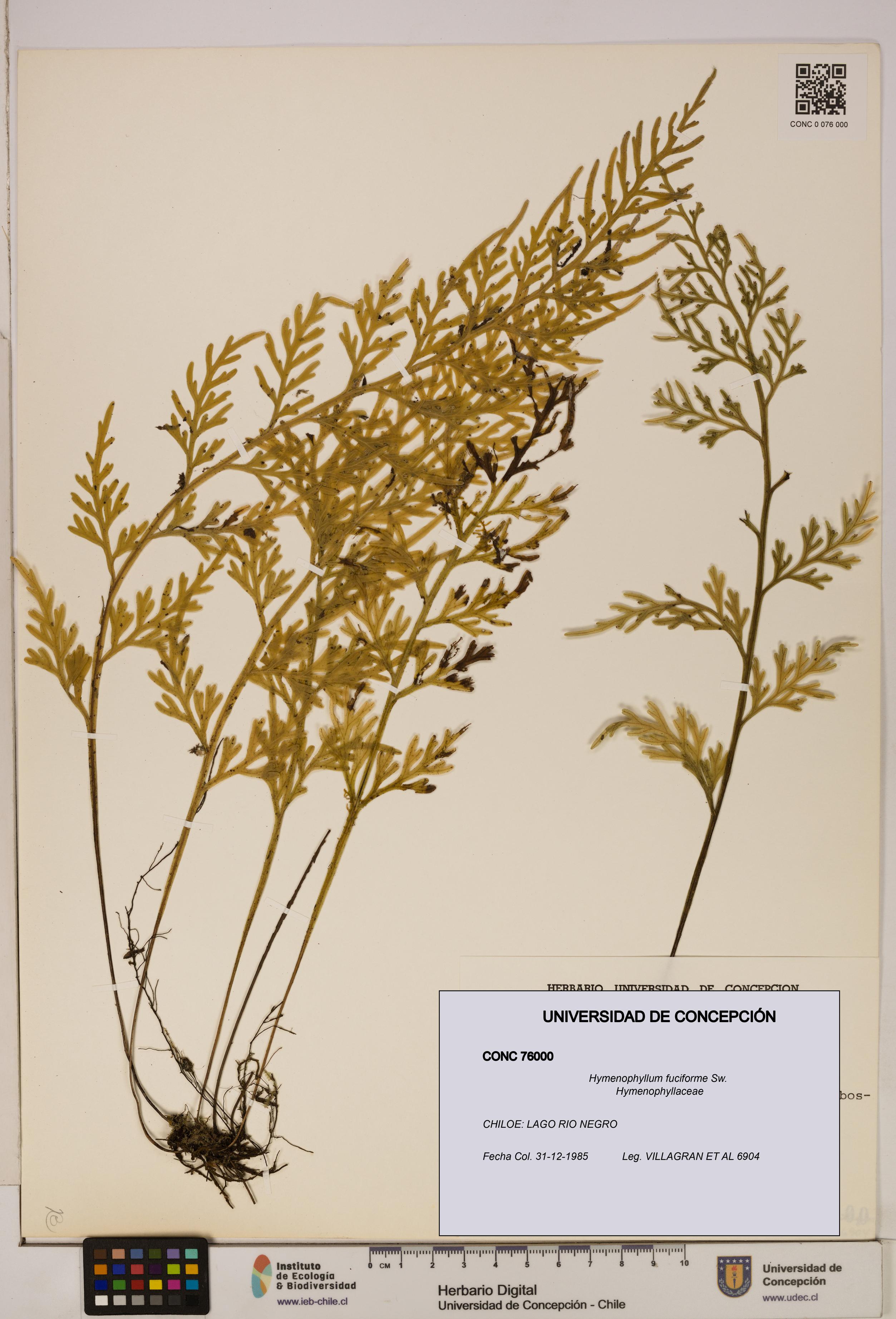 Hymenophyllum fuciforme [Espécimen: UDEC:CONC:0076000]