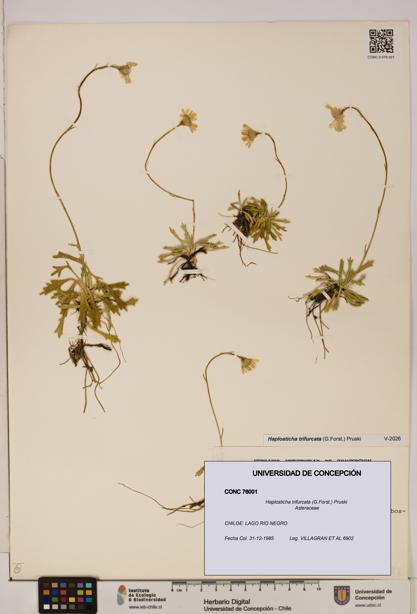 Haplosticha trifurcata [Espécimen: UDEC:CONC:0076001]