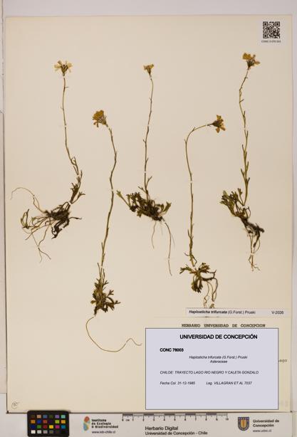 Haplosticha trifurcata [Espécimen: UDEC:CONC:0076003]