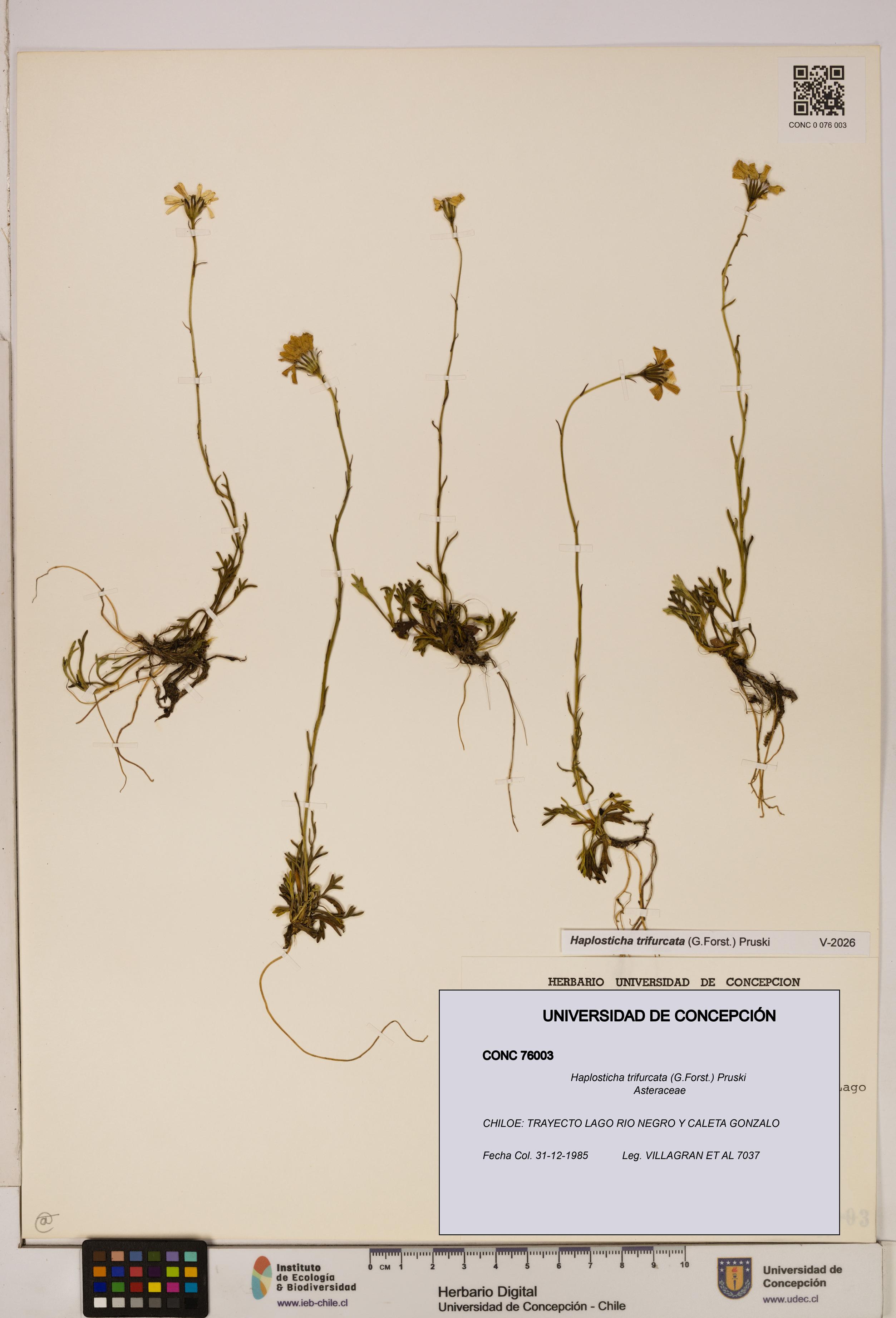 Haplosticha trifurcata [Espécimen: UDEC:CONC:0076003]