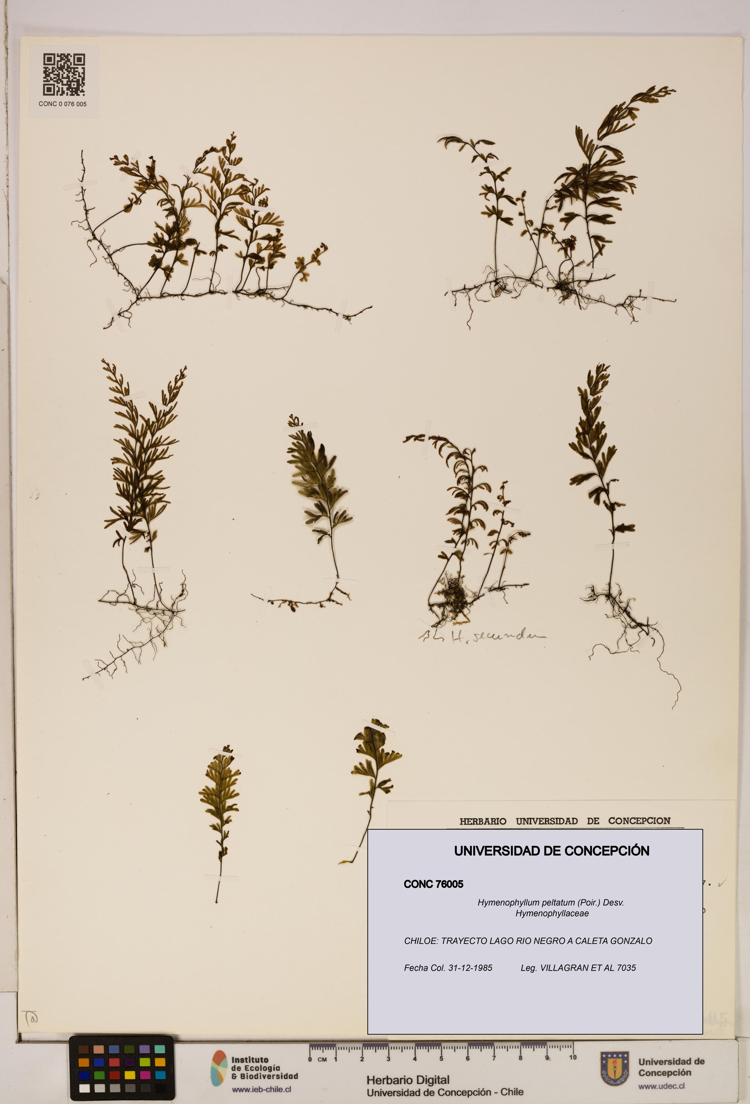 Hymenophyllum peltatum [Espécimen: ]