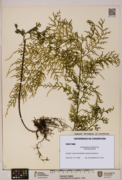 Hymenophyllum fuciforme [Espécimen: UDEC:CONC:0076006]