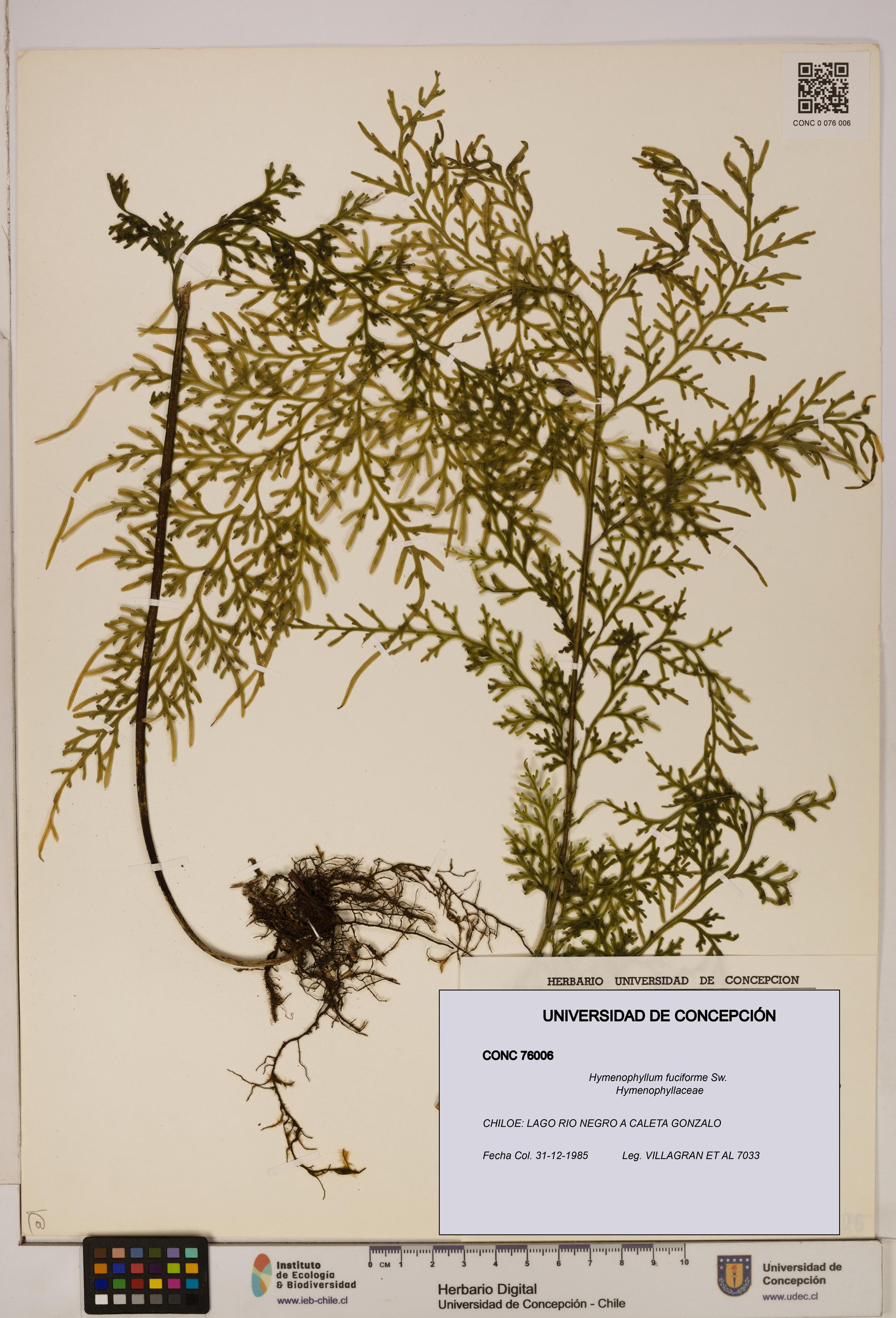 Hymenophyllum fuciforme [Espécimen: UDEC:CONC:0076006]
