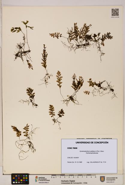 Hymenophyllum peltatum [Espécimen: ]