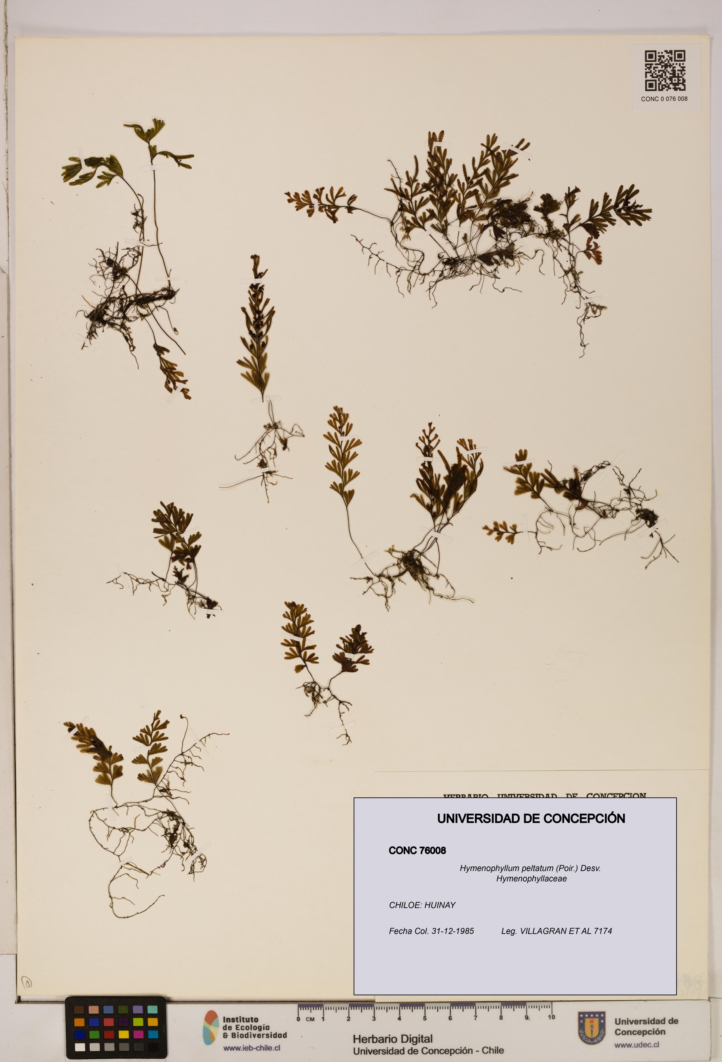 Hymenophyllum peltatum [Espécimen: ]