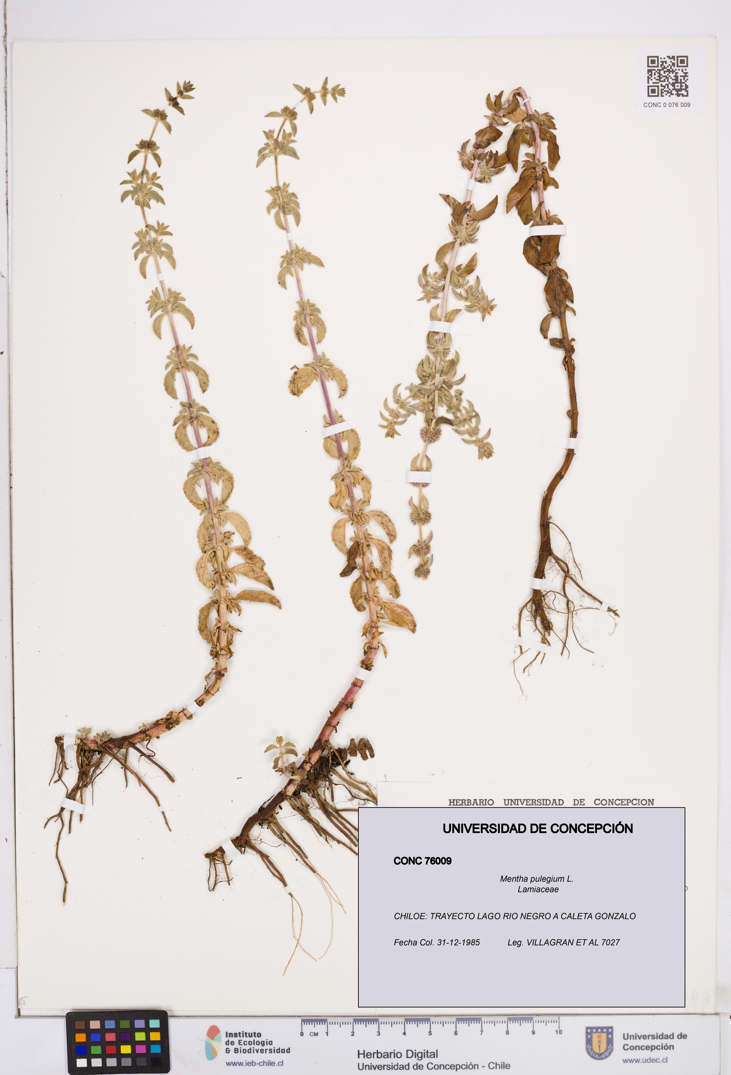 Mentha pulegium [Espécimen: ]