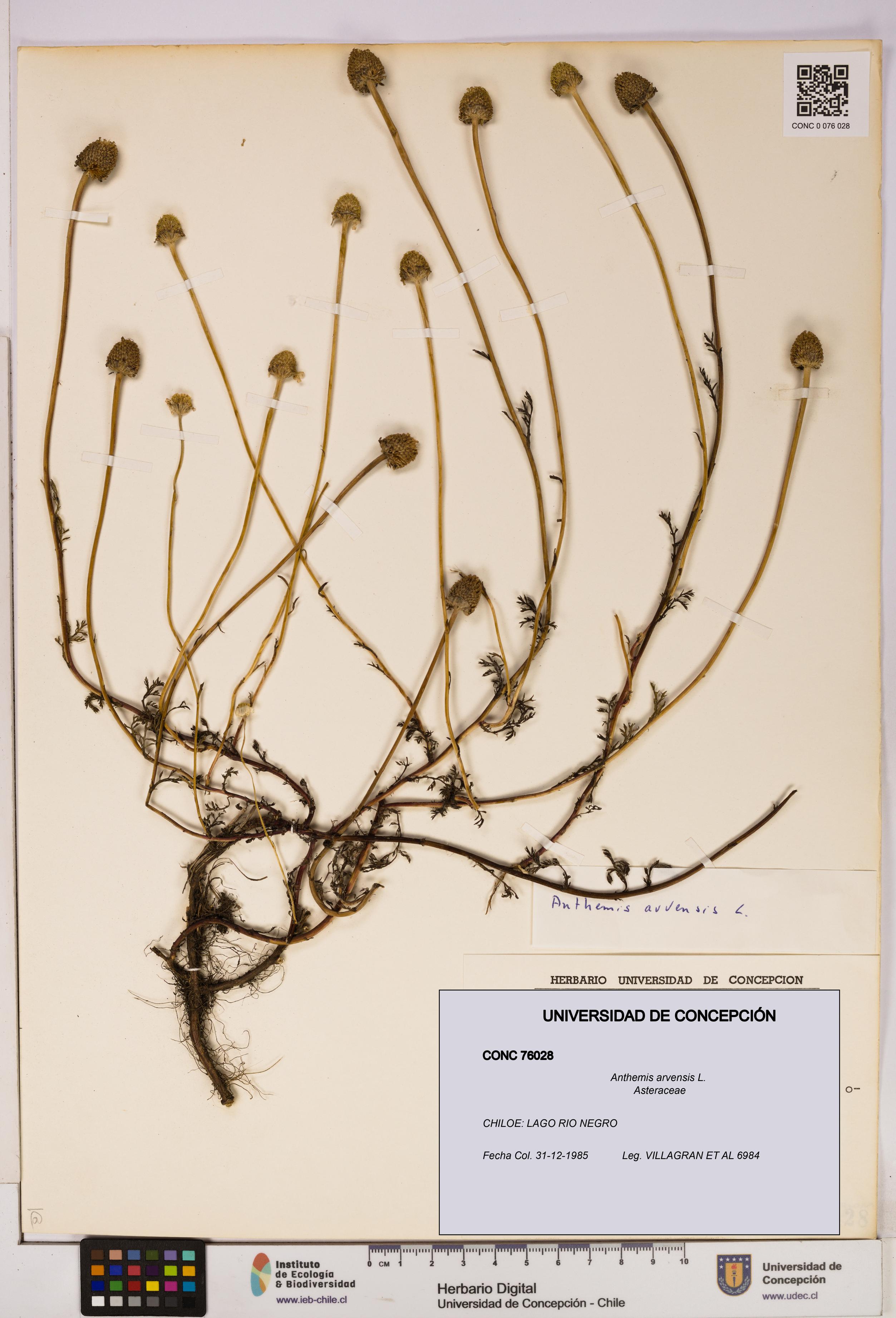 Anthemis arvensis [Espécimen: UDEC:CONC:0076028]