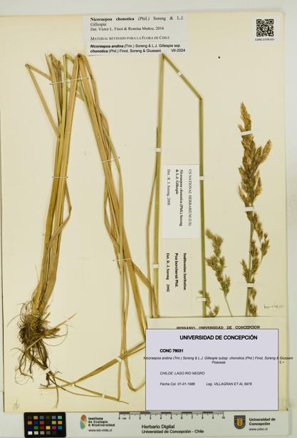 Nicoraepoa andina subsp. chonotica [Espécimen: UDEC:CONC:0076031]