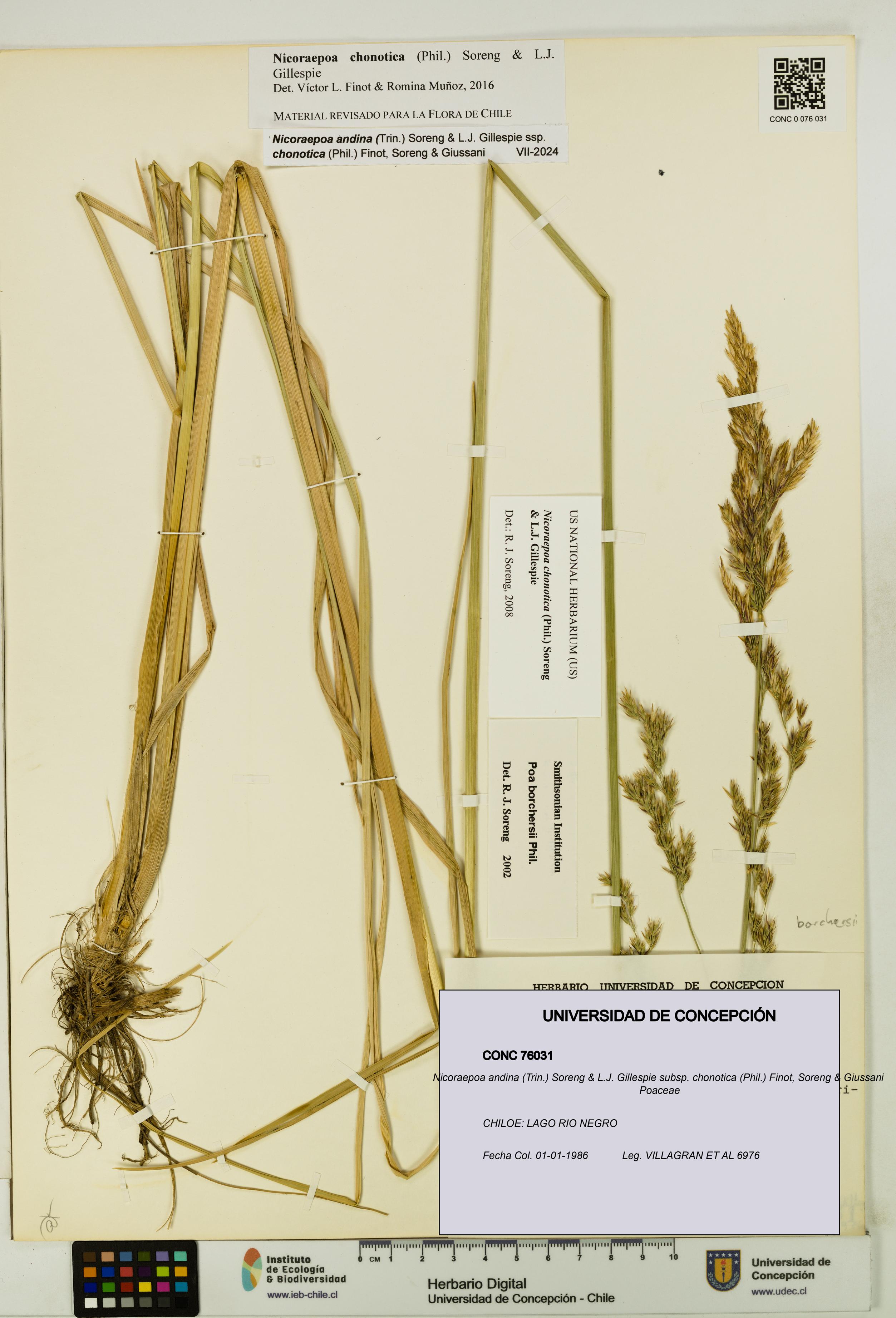 Nicoraepoa andina subsp. chonotica [Espécimen: UDEC:CONC:0076031]