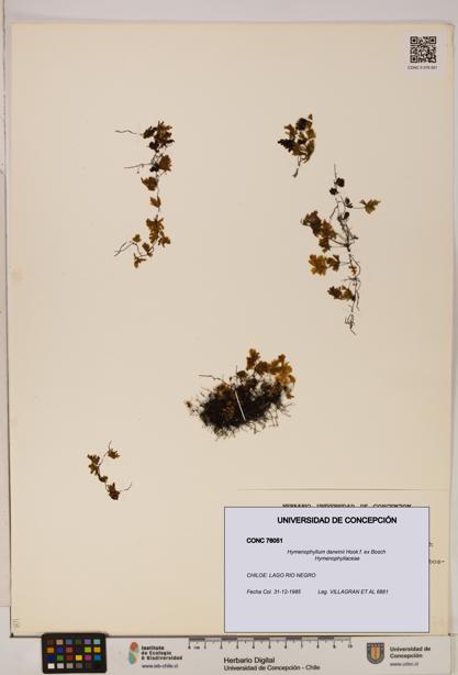 Hymenophyllum darwinii [Espécimen: UDEC:CONC:0076051]