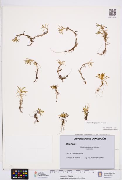 Abrotanella purpurea [Espécimen: ]