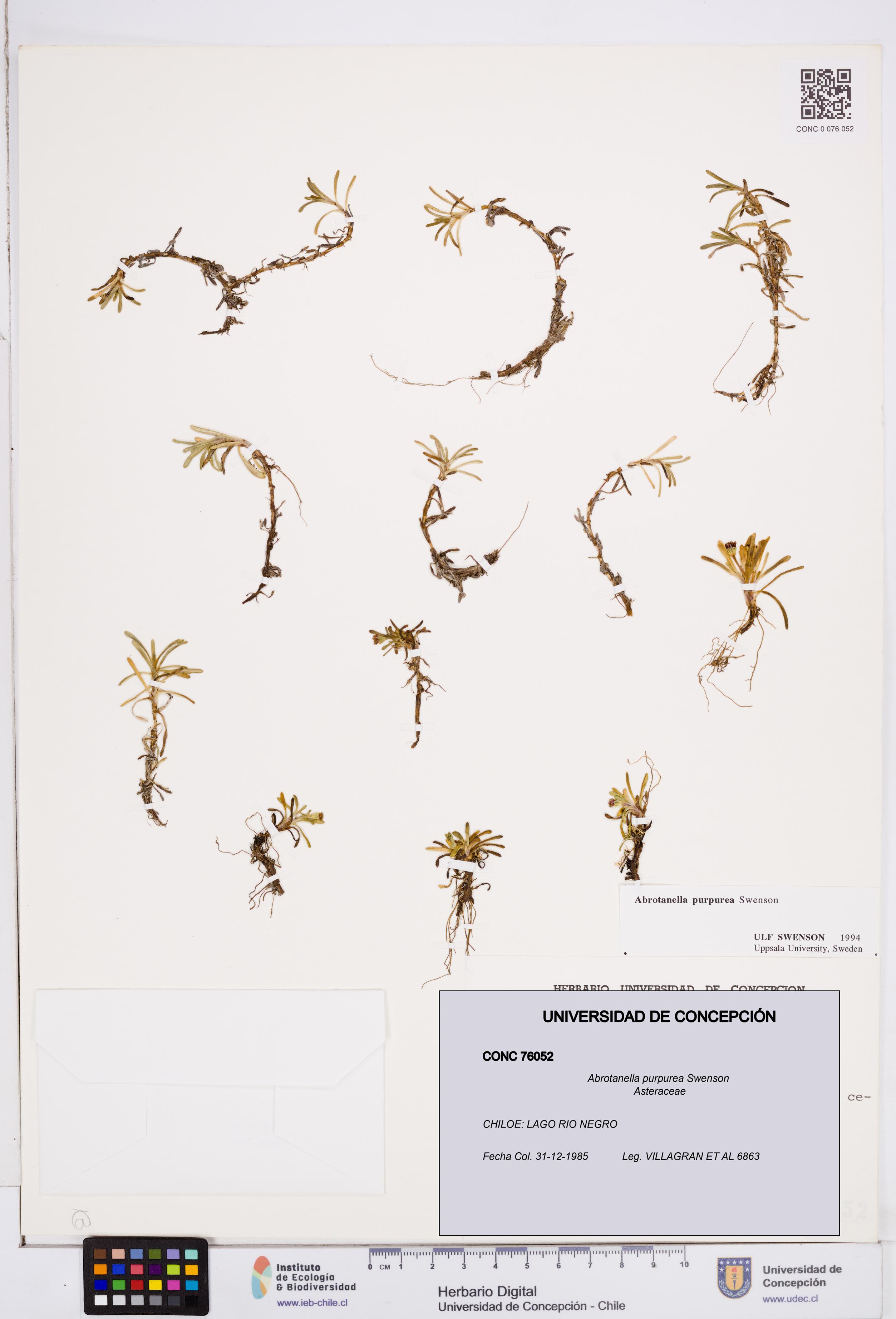 Abrotanella purpurea [Espécimen: ]