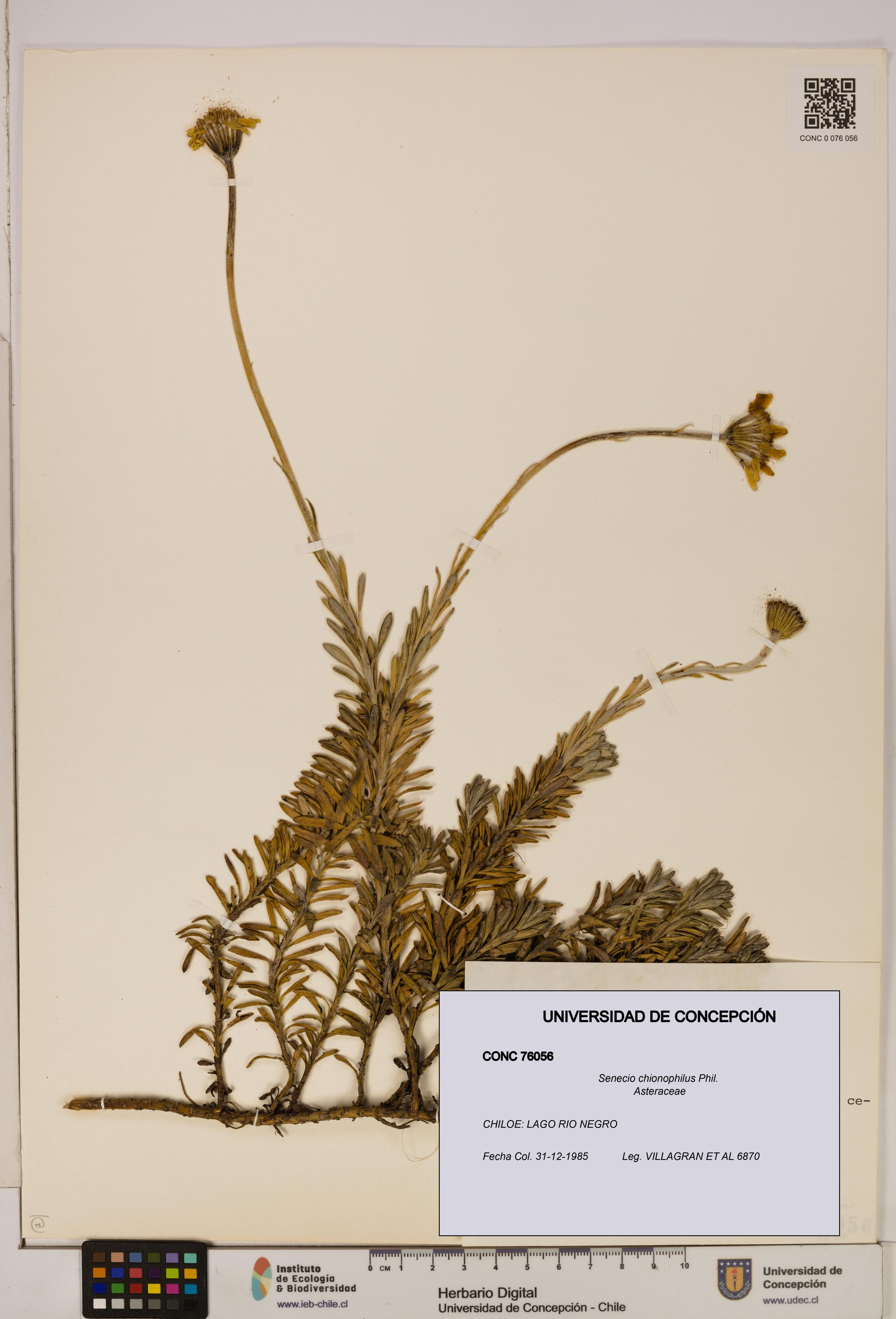 Senecio chionophilus [Espécimen: UDEC:CONC:0076056]