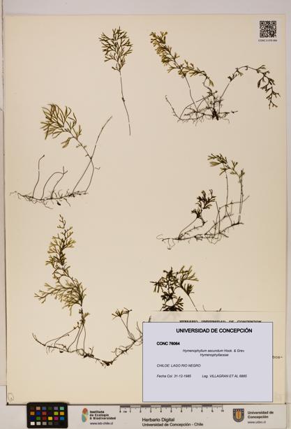 Hymenophyllum secundum [Espécimen: ]