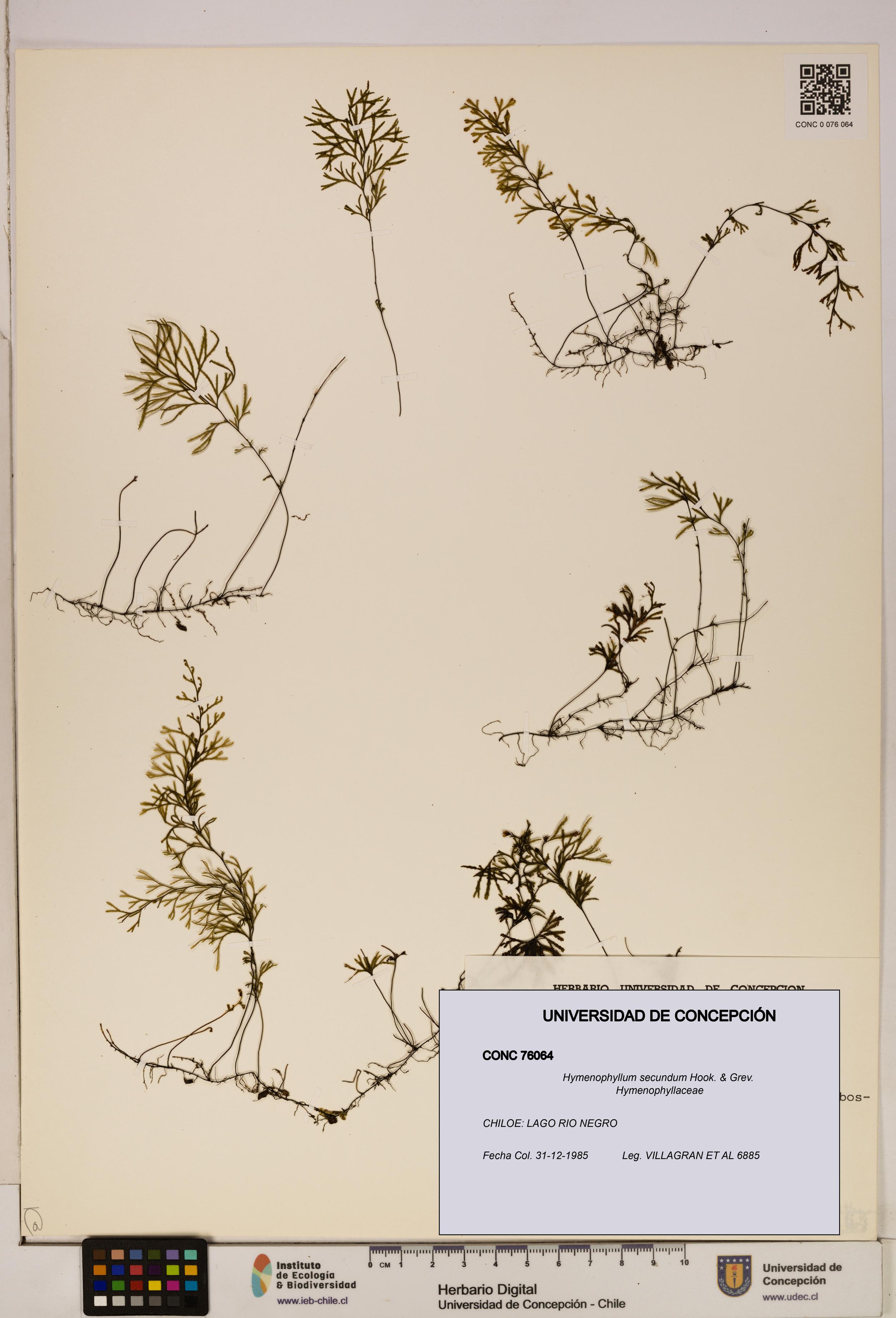 Hymenophyllum secundum [Espécimen: ]