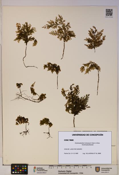 Hymenophyllum tortuosum [Espécimen: ]