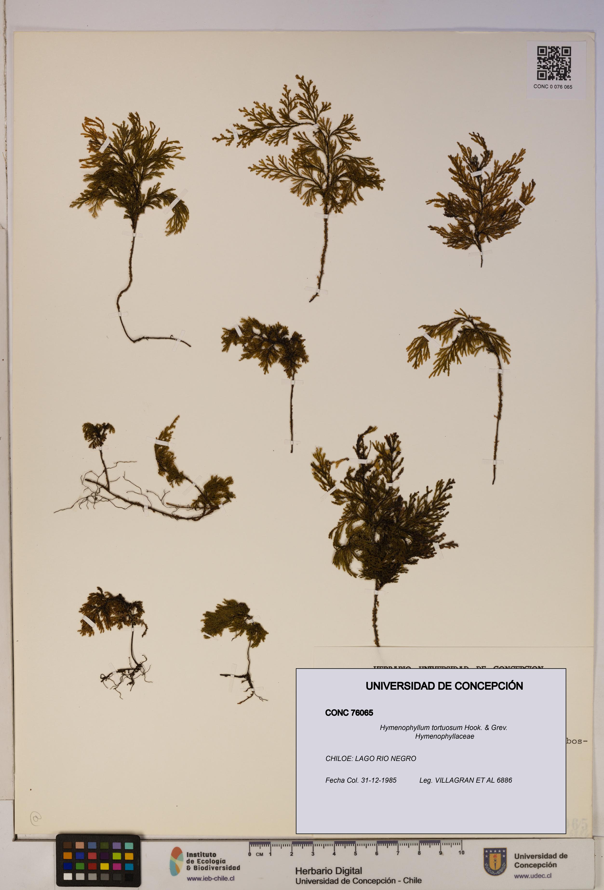 Hymenophyllum tortuosum [Espécimen: ]