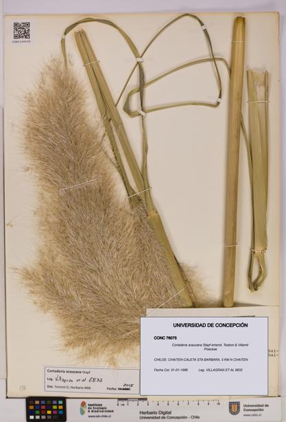 Cortaderia araucana [Espécimen: UDEC:CONC:0076075]
