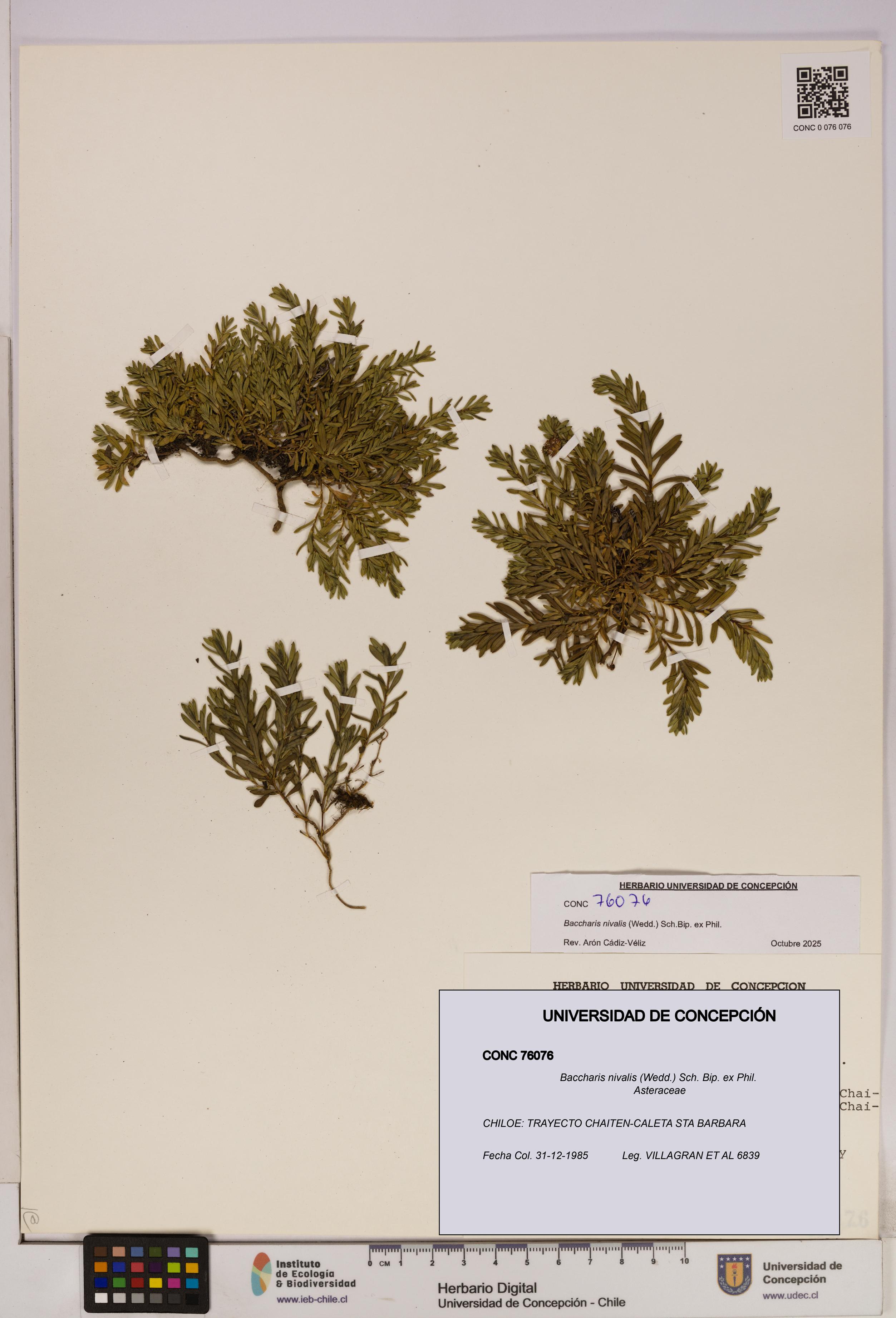 Baccharis nivalis [Espécimen: UDEC:CONC:0076076]