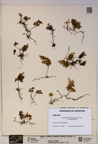 Hymenophyllum tortuosum [Espécimen: ]