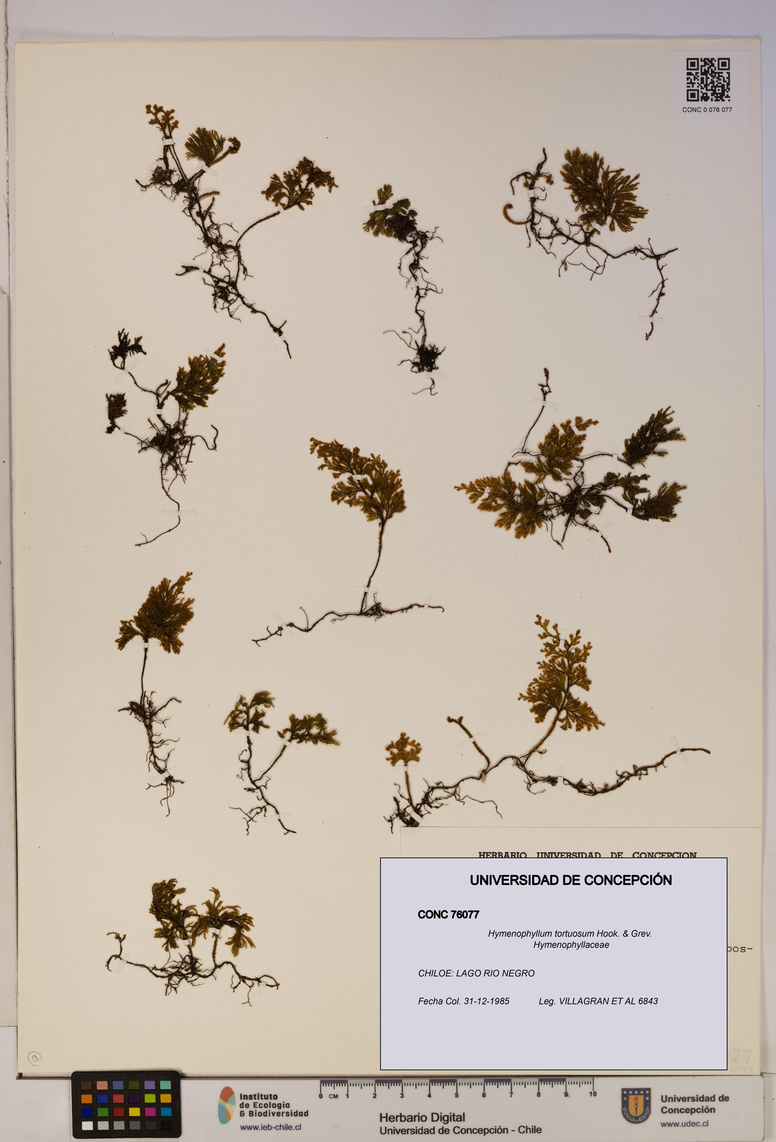 Hymenophyllum tortuosum [Espécimen: ]