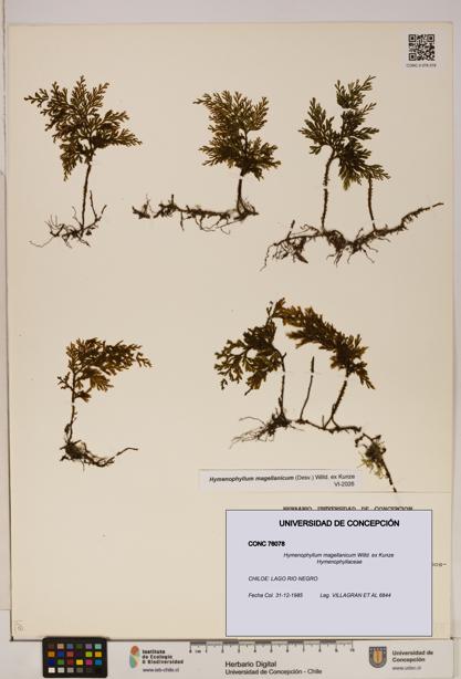 Hymenophyllum magellanicum [Espécimen: ]