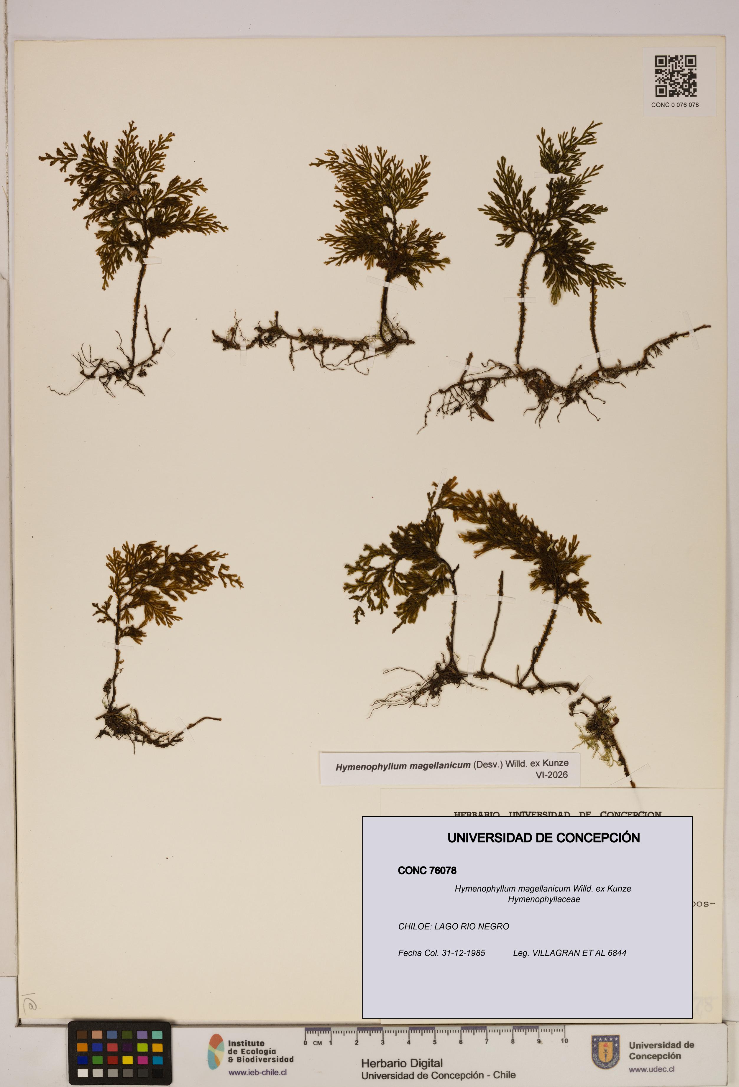 Hymenophyllum magellanicum [Espécimen: ]