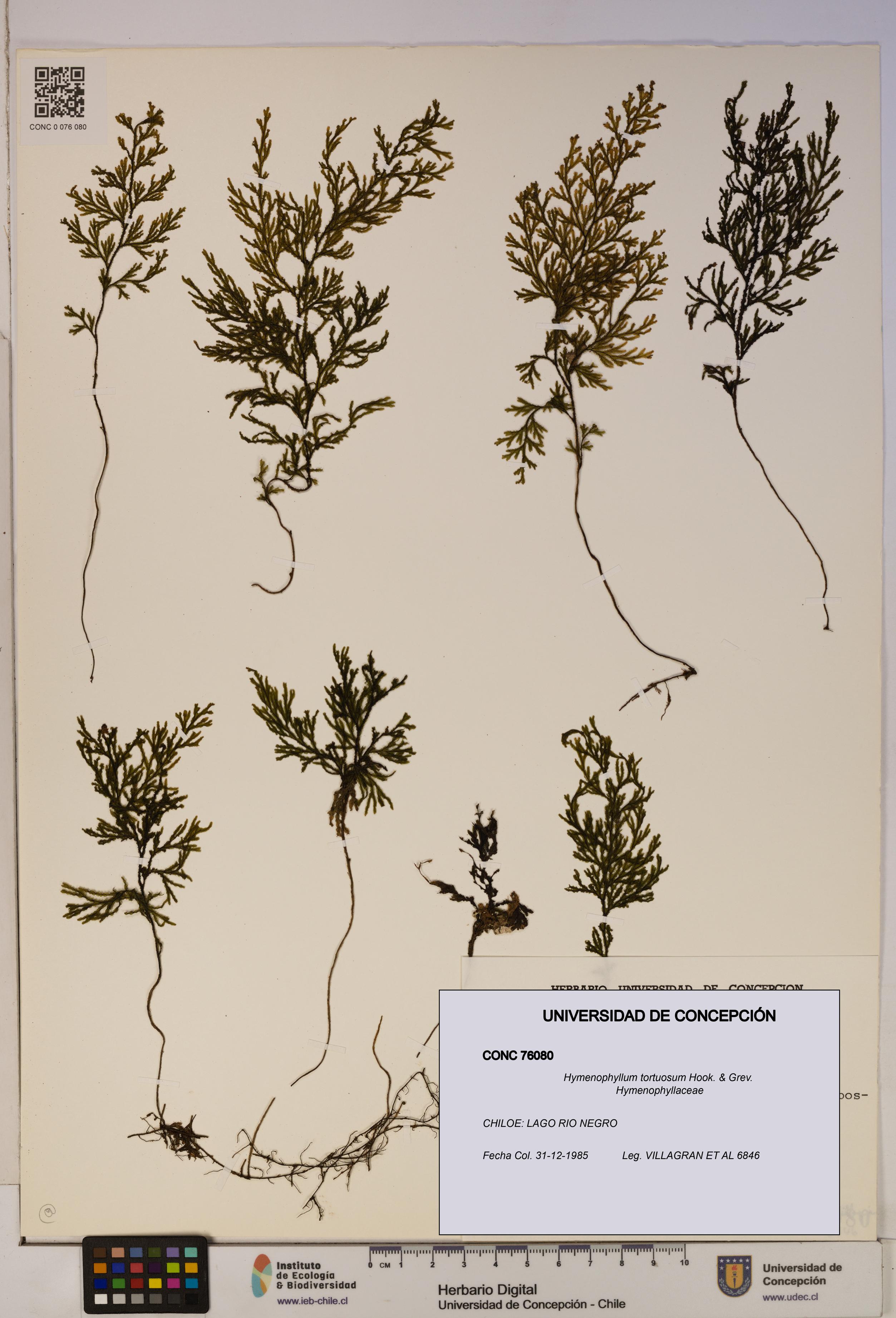 Hymenophyllum tortuosum [Espécimen: ]