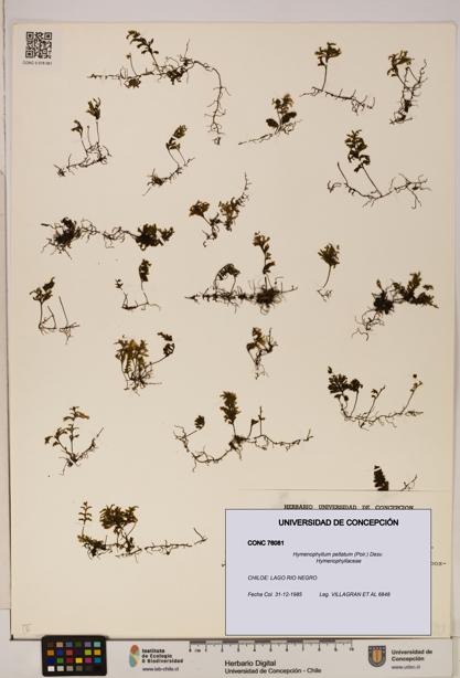 Hymenophyllum peltatum [Espécimen: ]