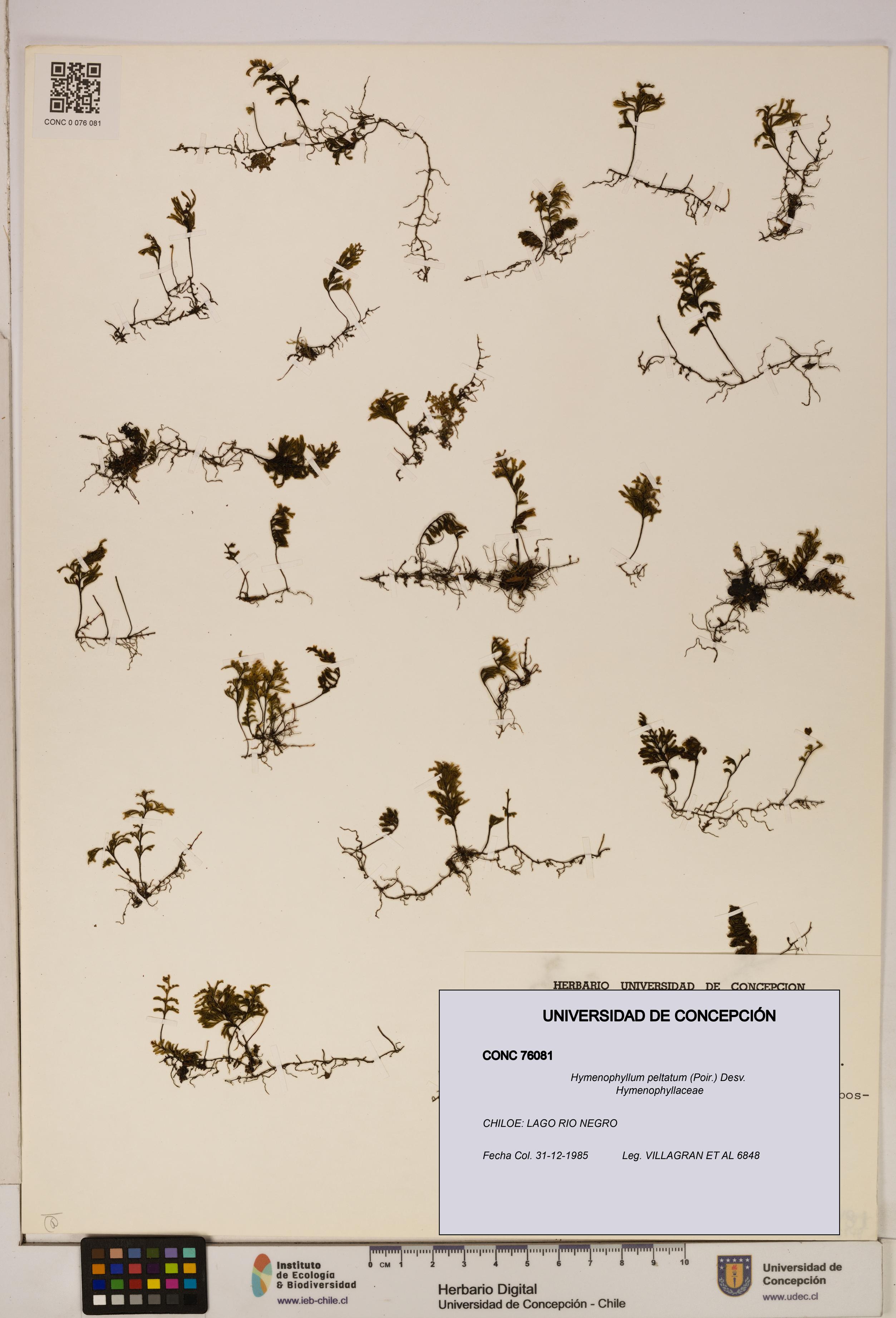 Hymenophyllum peltatum [Espécimen: ]