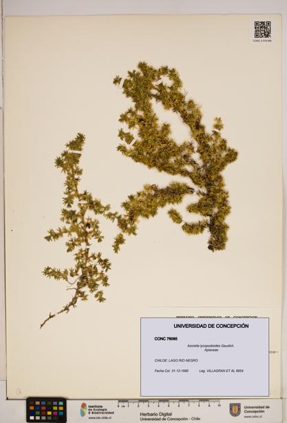 Azorella lycopodioides [Espécimen: ]