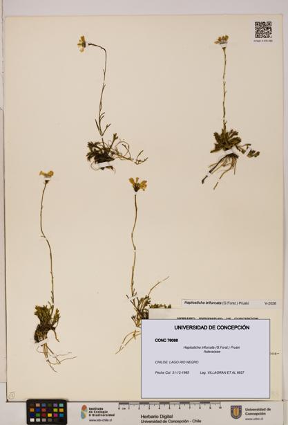 Haplosticha trifurcata [Espécimen: UDEC:CONC:0076088]