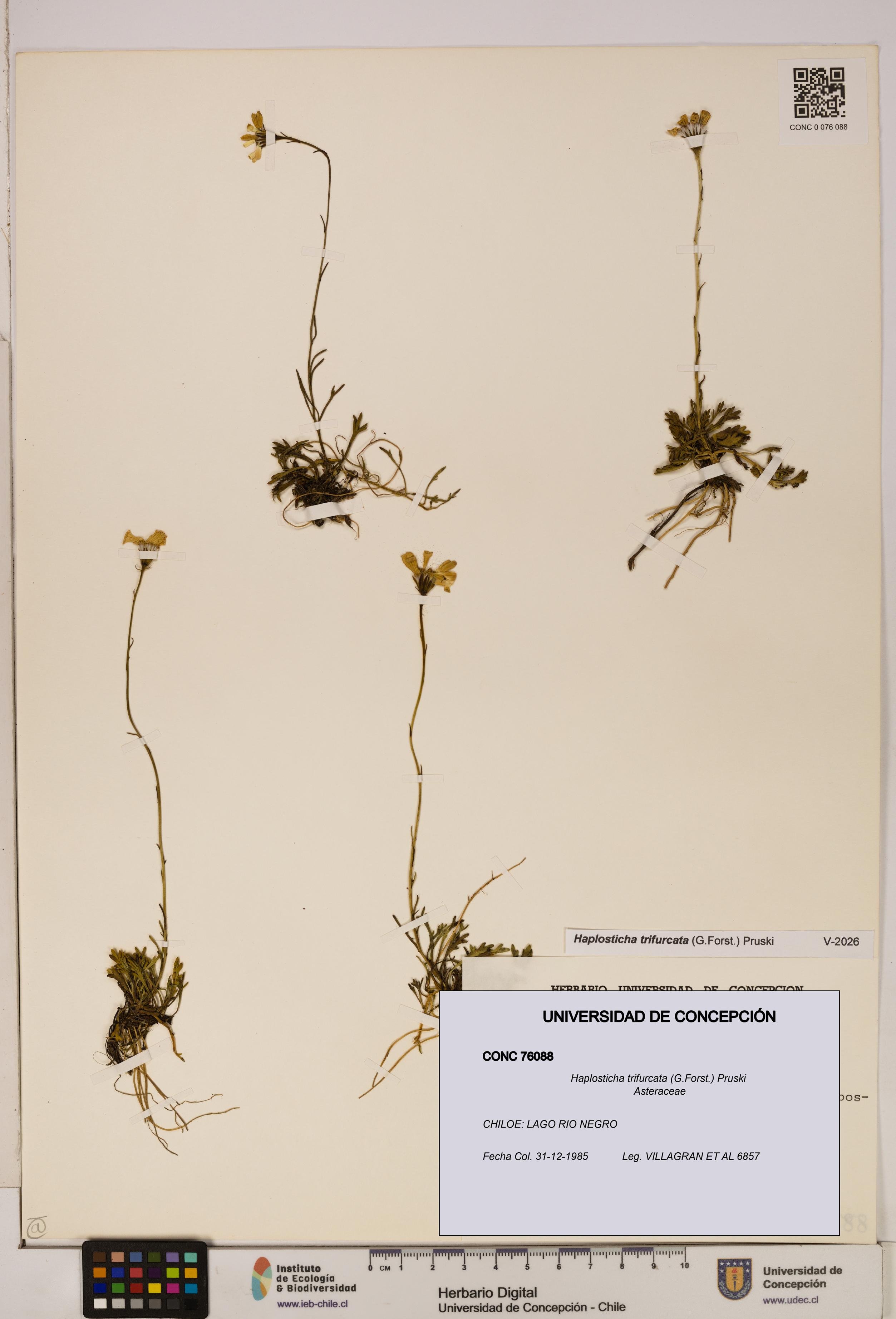Haplosticha trifurcata [Espécimen: UDEC:CONC:0076088]