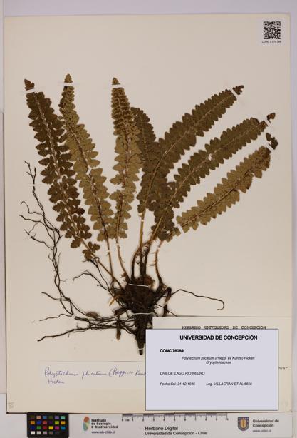 Polystichum plicatum [Espécimen: UDEC:CONC:0076089]