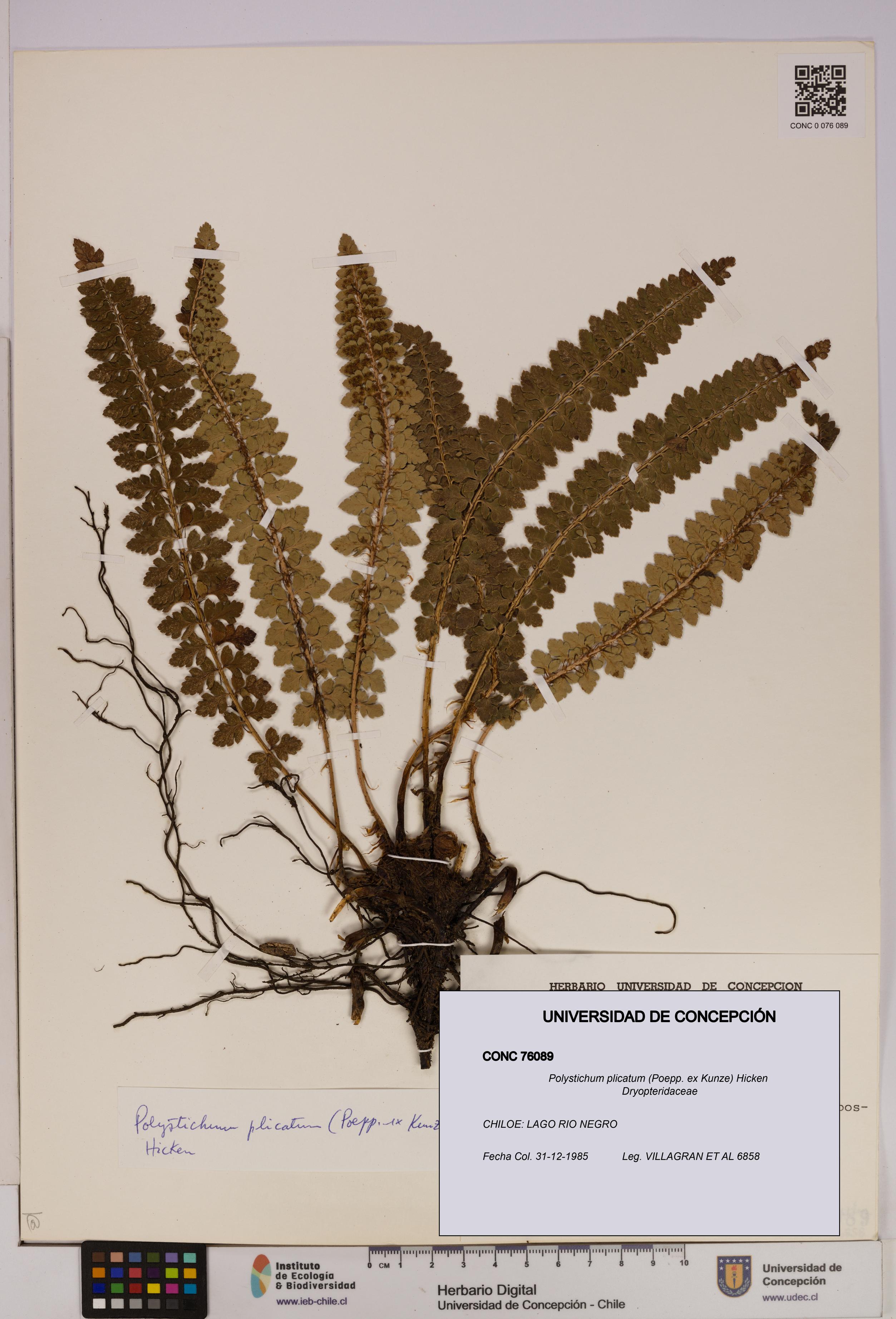 Polystichum plicatum [Espécimen: UDEC:CONC:0076089]