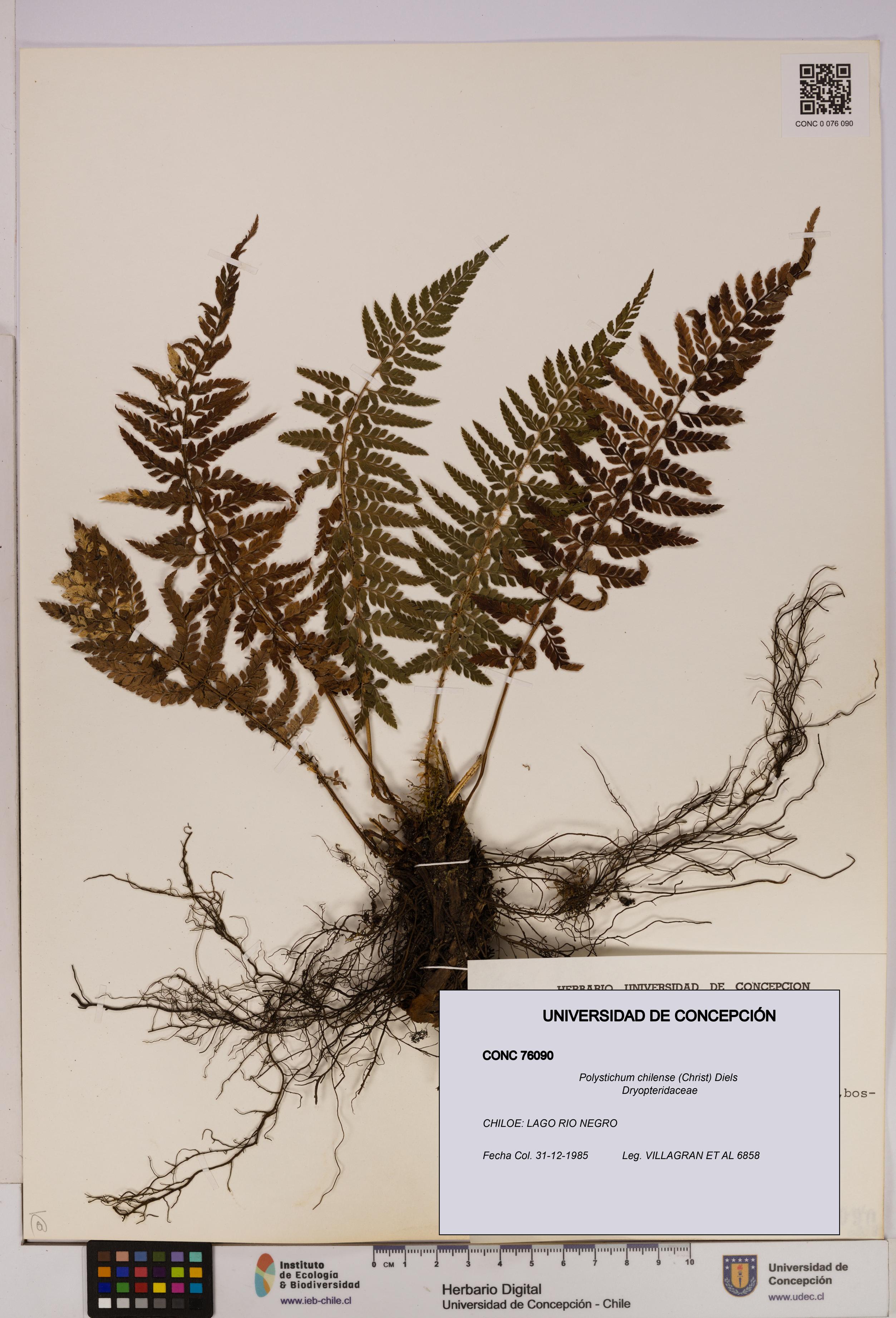Polystichum chilense [Espécimen: UDEC:CONC:0076090]