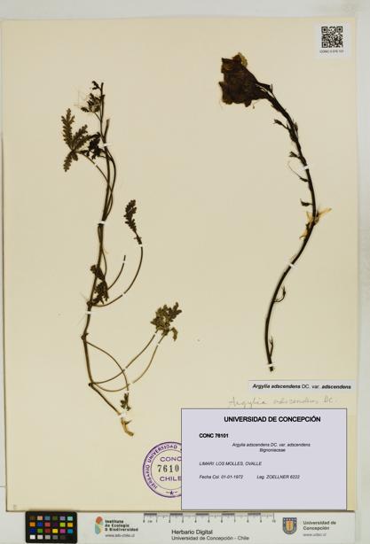 Argylia adscendens [Espécimen: UDEC:CONC:0076101]