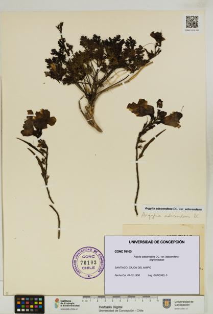 Argylia adscendens [Espécimen: UDEC:CONC:0076103]