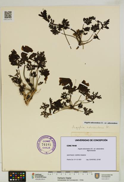 Argylia adscendens [Espécimen: UDEC:CONC:0076105]