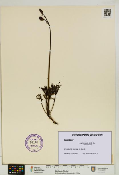 Argylia radiata [Espécimen: UDEC:CONC:0076107]