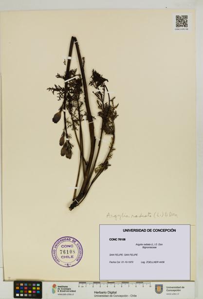 Argylia radiata [Espécimen: UDEC:CONC:0076108]