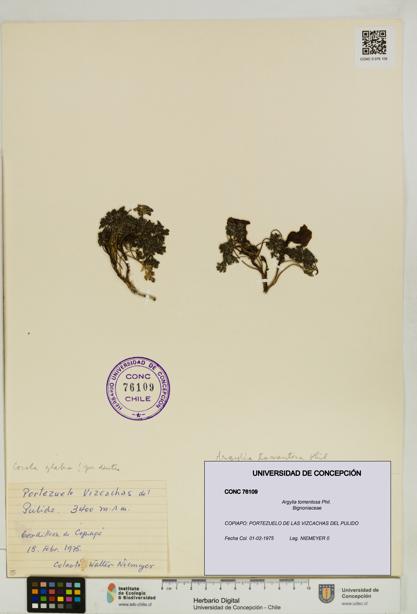 Argylia tomentosa [Espécimen: UDEC:CONC:0076109]