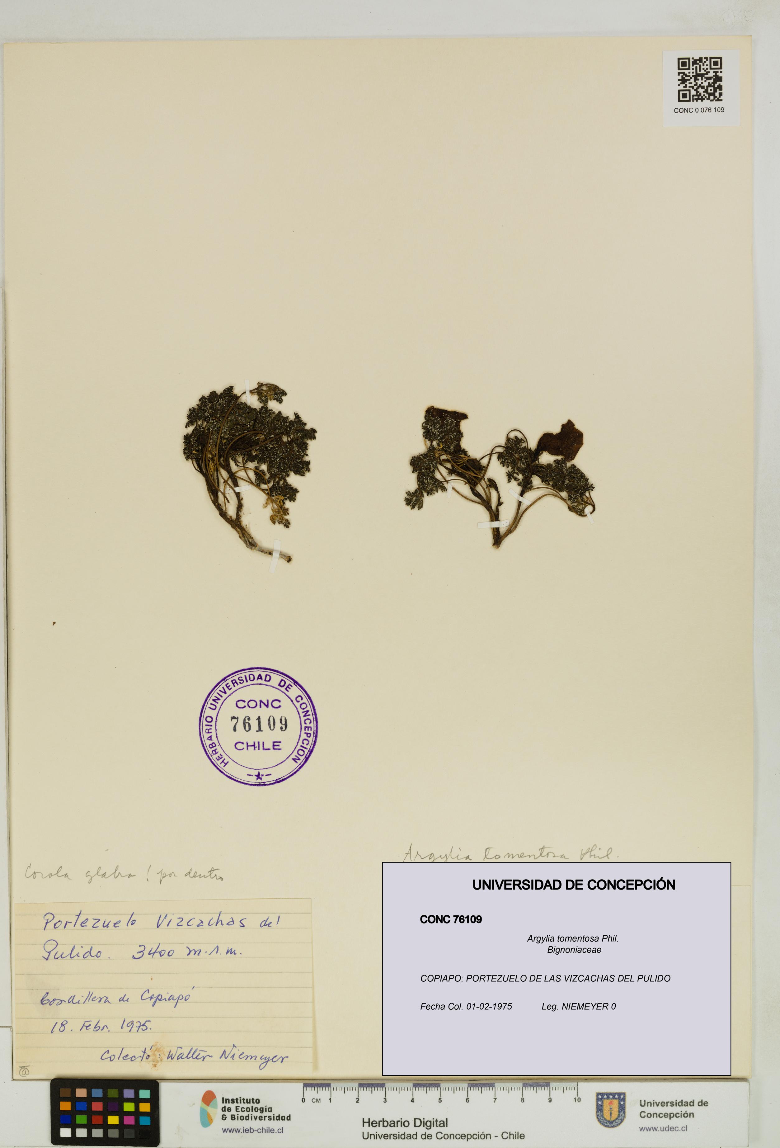 Argylia tomentosa [Espécimen: UDEC:CONC:0076109]