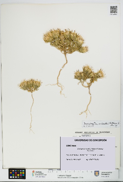 Doniophyton weddellii [Espécimen: UDEC:CONC:0076334]
