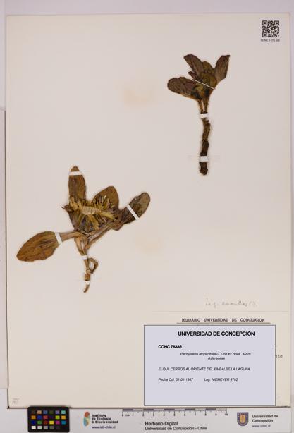 Pachylaena atriplicifolia [Espécimen: ]
